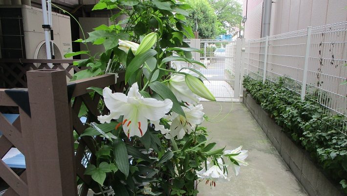 外通路の百合の花